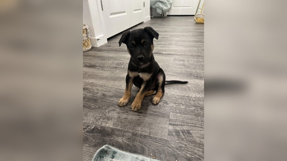 Rottweiler German Shepherd Mix Guide