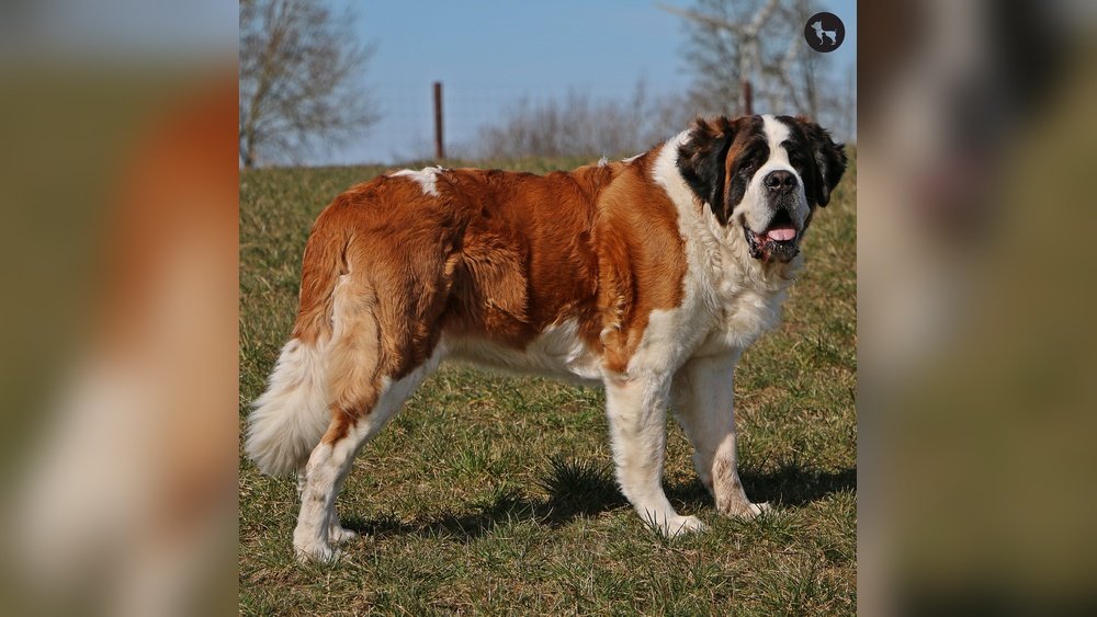 Saint Bernard Complete Guide Temperament Size And Care