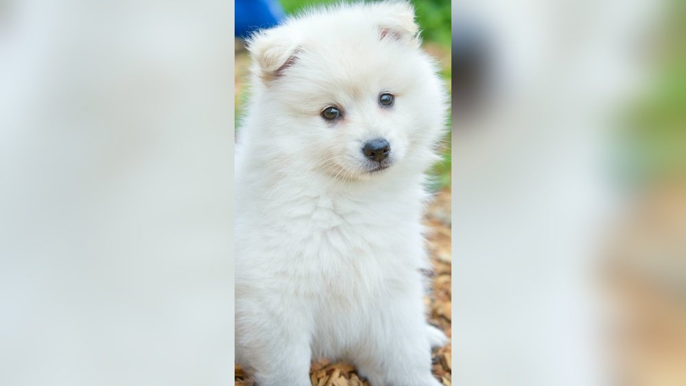 Samoyed Complete Guide Temperament Size And Care