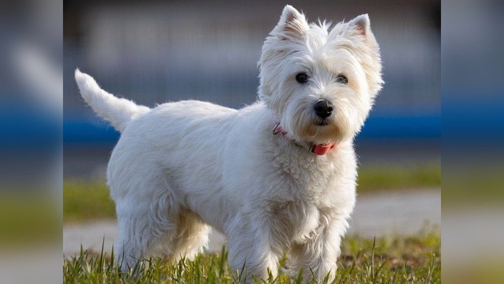 Scottish Terrier Complete Guide Temperament Size And Care