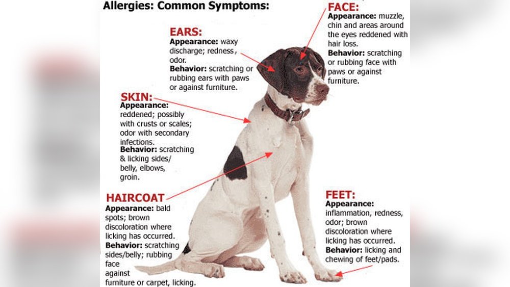 Seasonal Allergy Symptoms in Dogs