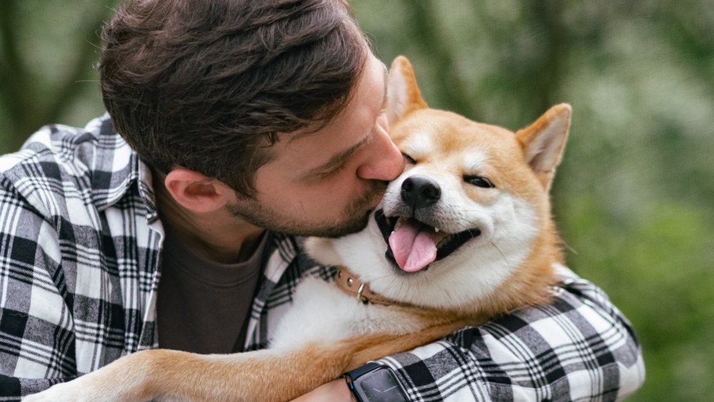 Shiba Inu Complete Guide Temperament Size And Care