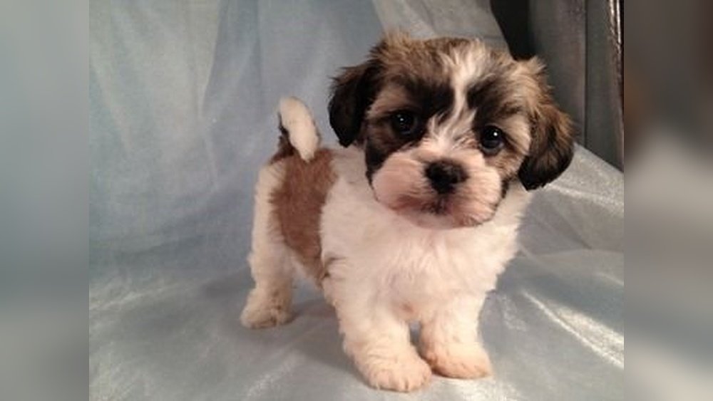 Shih Tzu Bichon Mix (Shichon) Guide