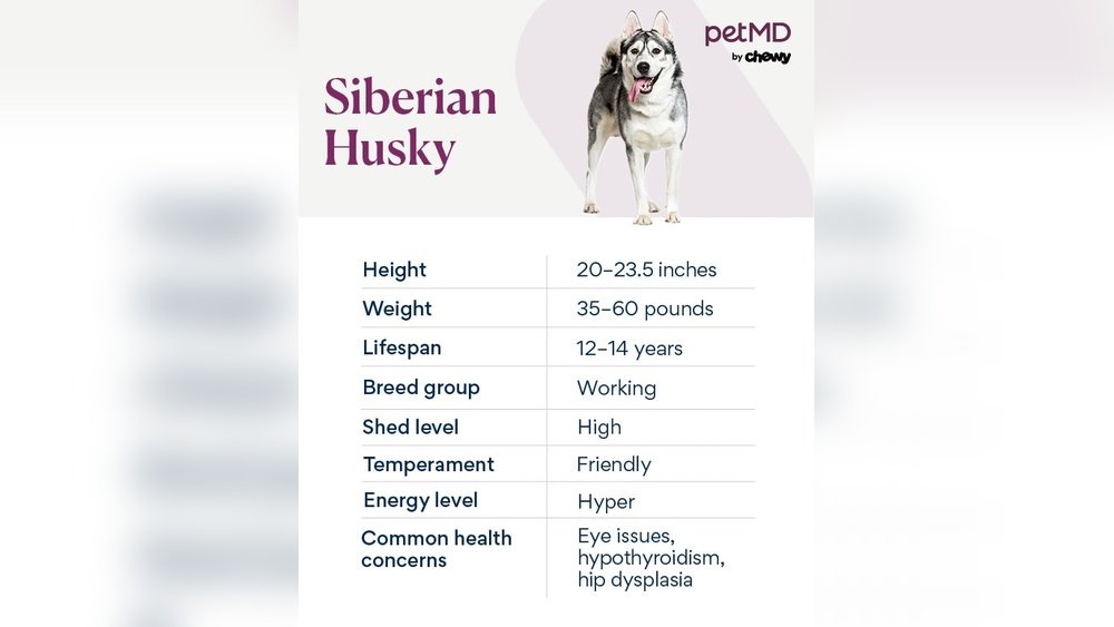 Siberian Husky Complete Guide Temperament Size And Care