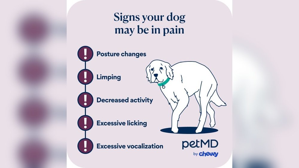 Signs a Dog is in Pain