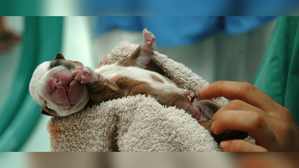 Signs of a Difficult Dog Birth Needing a Vet