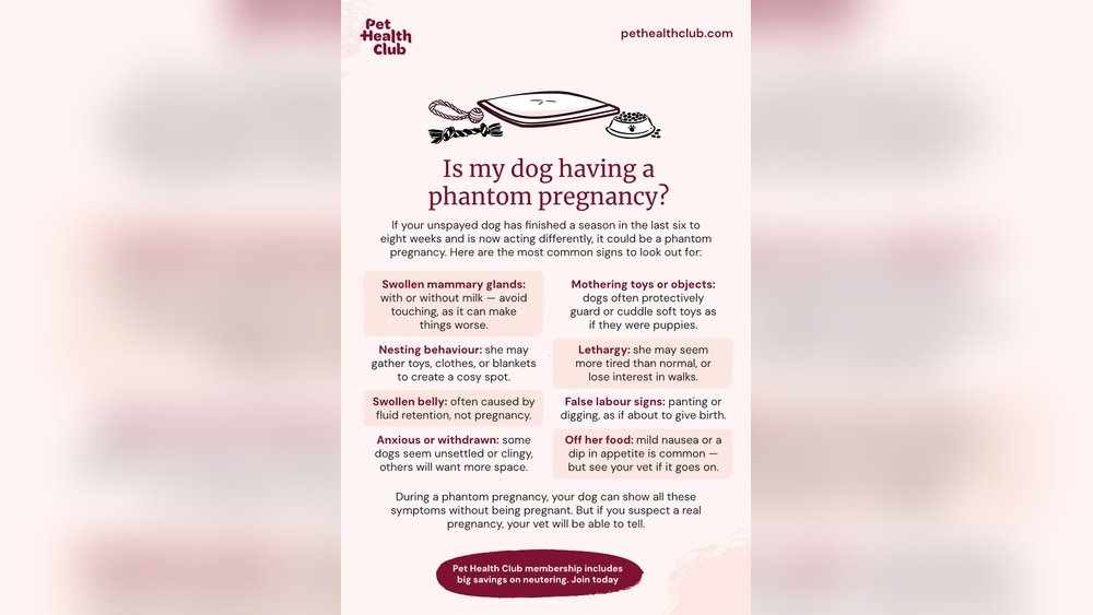 Signs of a False Pregnancy in Dogs