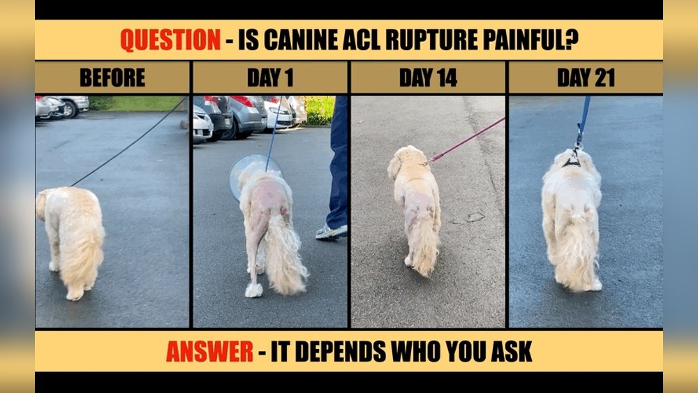 Signs of a Torn Acl in Dogs