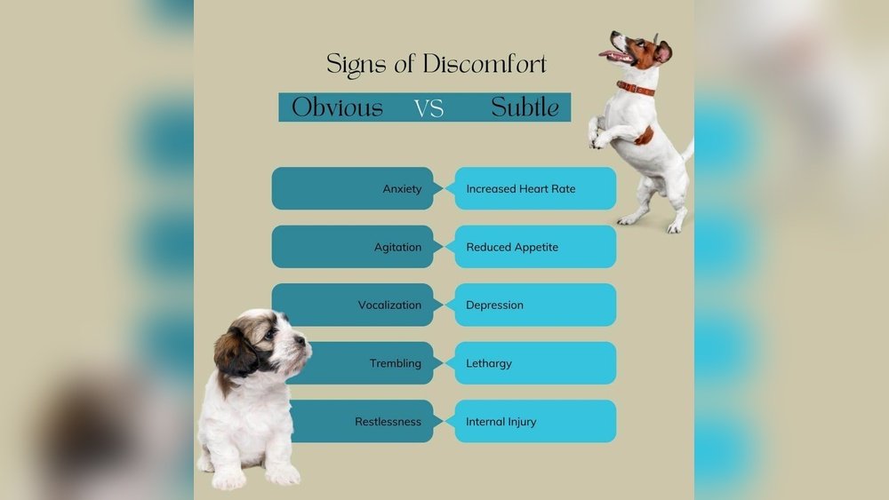 Signs of Anxiety Vs Pain in Dogs