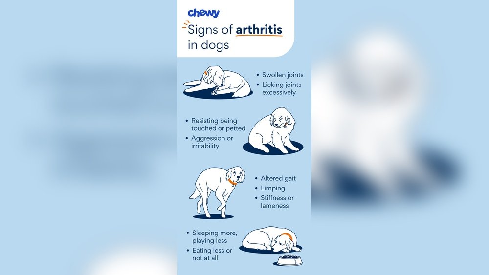 Signs of Arthritis in Senior Dogs
