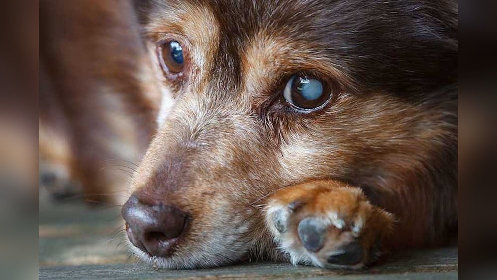 Signs of Cataracts in Dogs