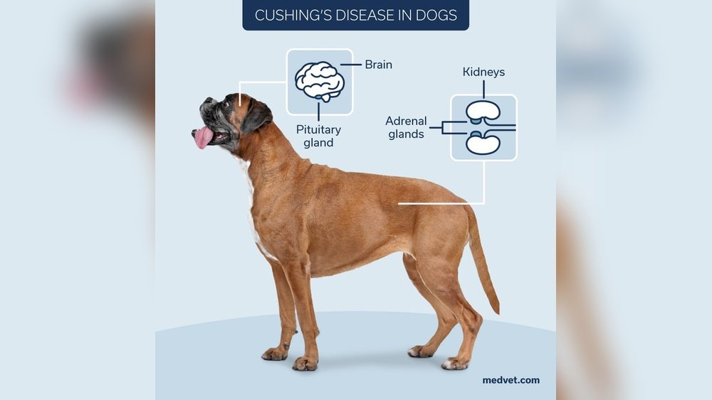 Signs of Cushing'S Disease in Dogs