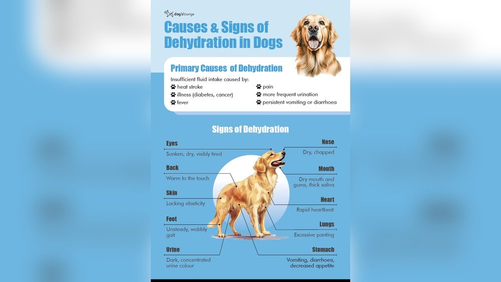Signs of Dehydration in Dogs