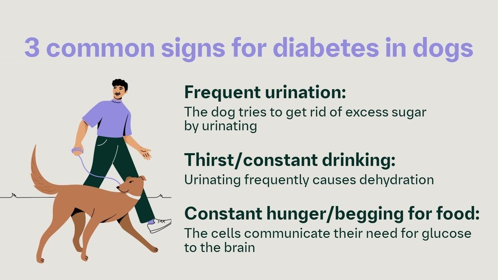 Signs of Diabetes in Dogs