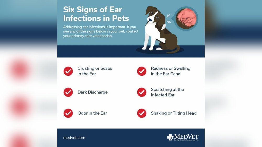Signs of Ear Infection in Dogs