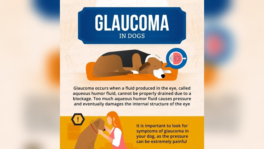 Signs of Glaucoma in Dogs
