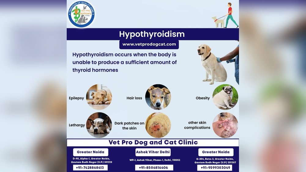 Signs of Hypothyroidism in Dogs