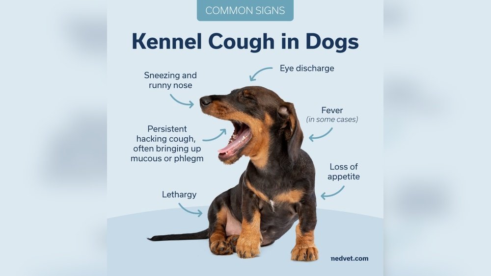 Signs of Kennel Cough in Dogs