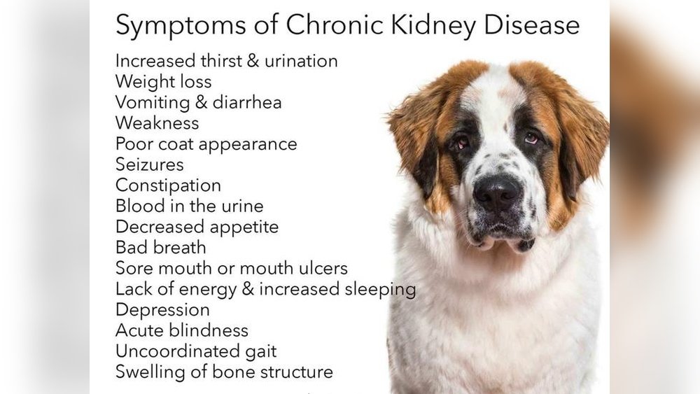 Signs of Kidney Disease in Dogs