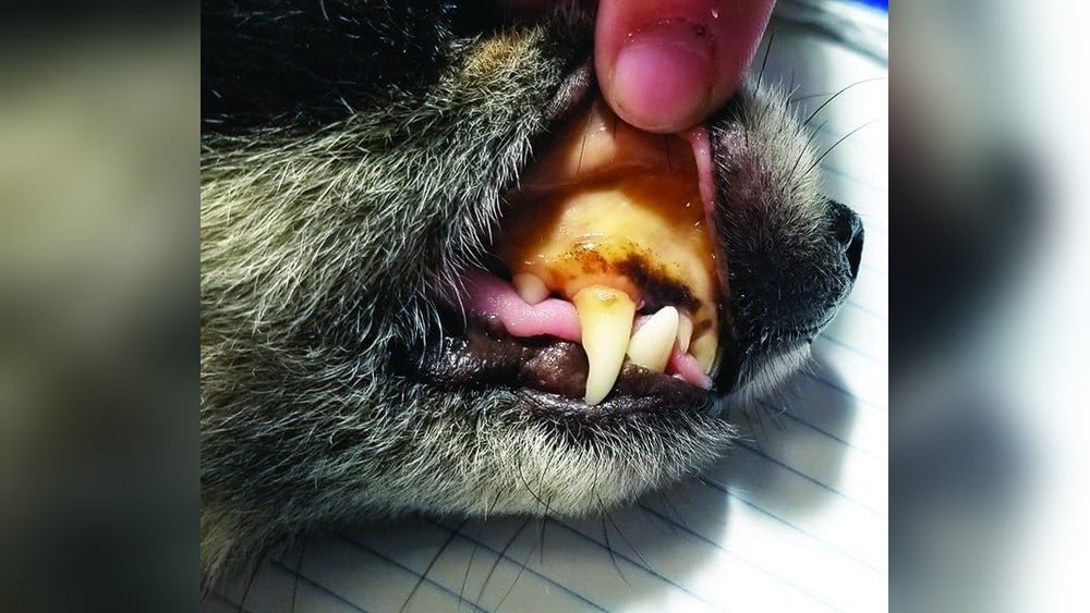 Signs of Liver Disease in Dogs