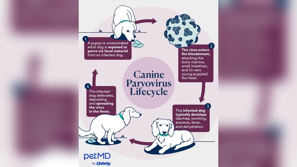 Signs of Parvo in Puppies