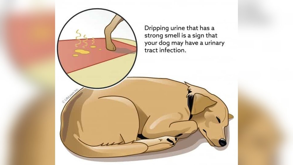 Signs of Urinary Tract Infection in Dogs
