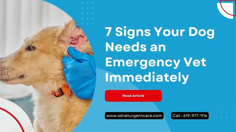 Signs Your Dog Needs to See a Vet Immediately