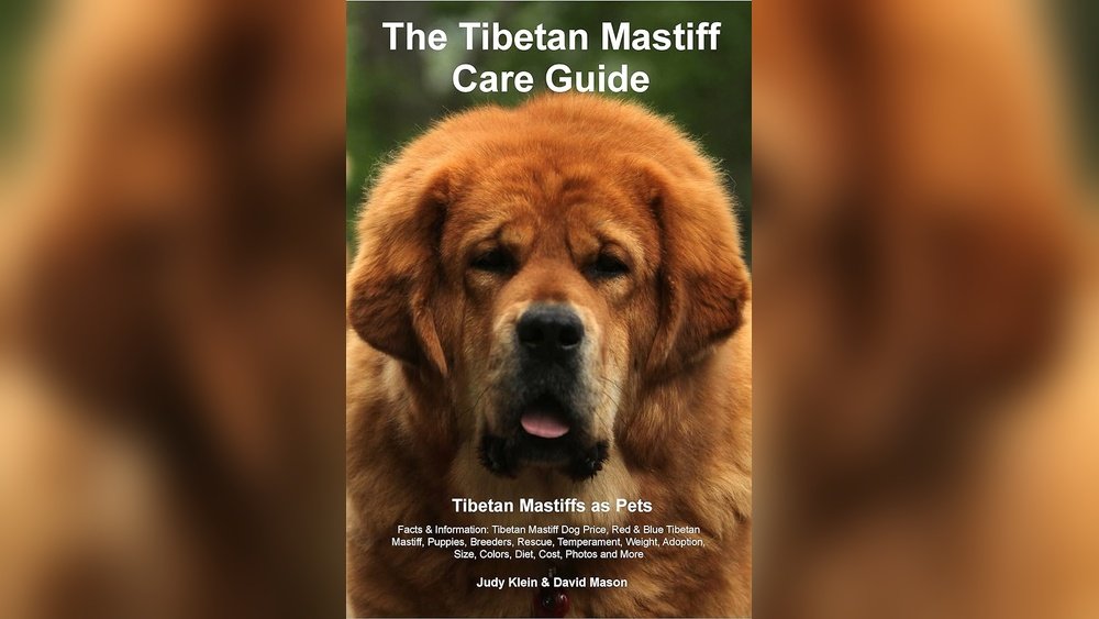 Tibetan Mastiff Complete Guide Temperament Size And Care