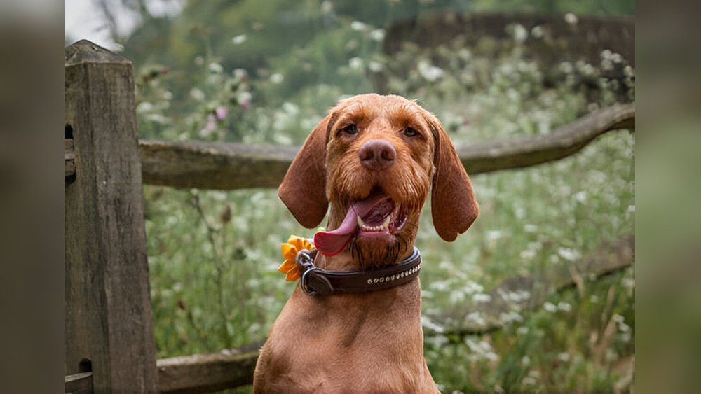 Vizsla Complete Guide Temperament Size And Care