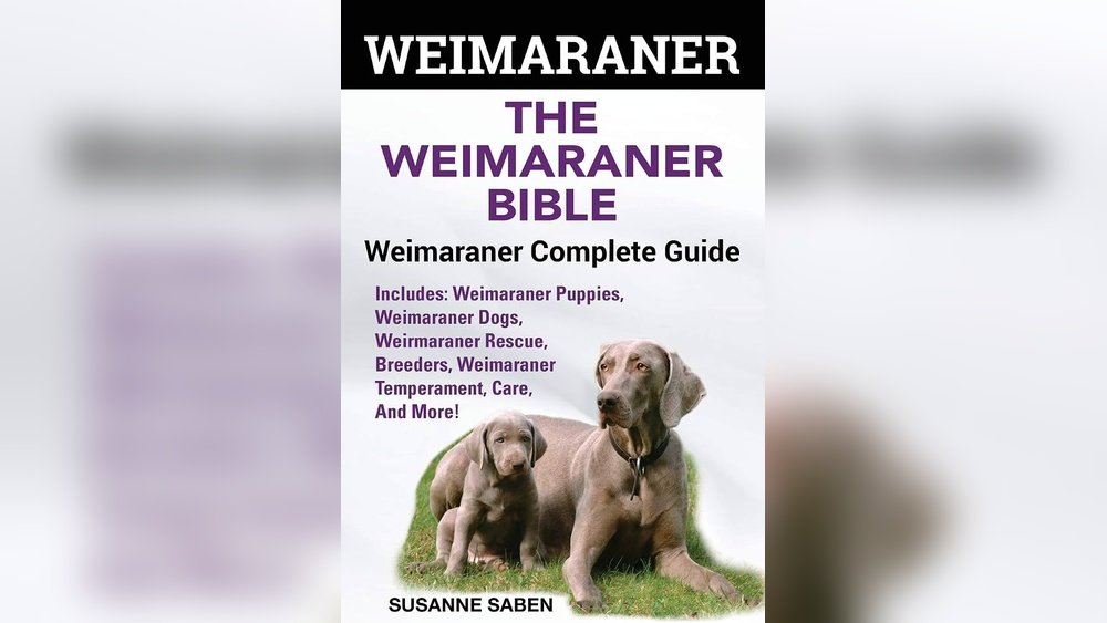 Weimaraner Complete Guide Temperament Size And Care