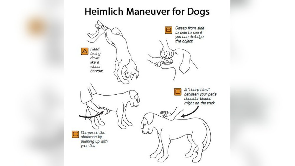 What to Do If Your Dog is Choking