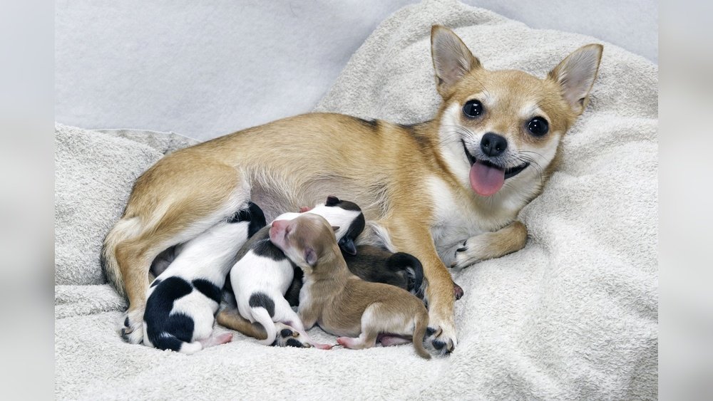 When Can Puppies Be Weaned from Their Mother