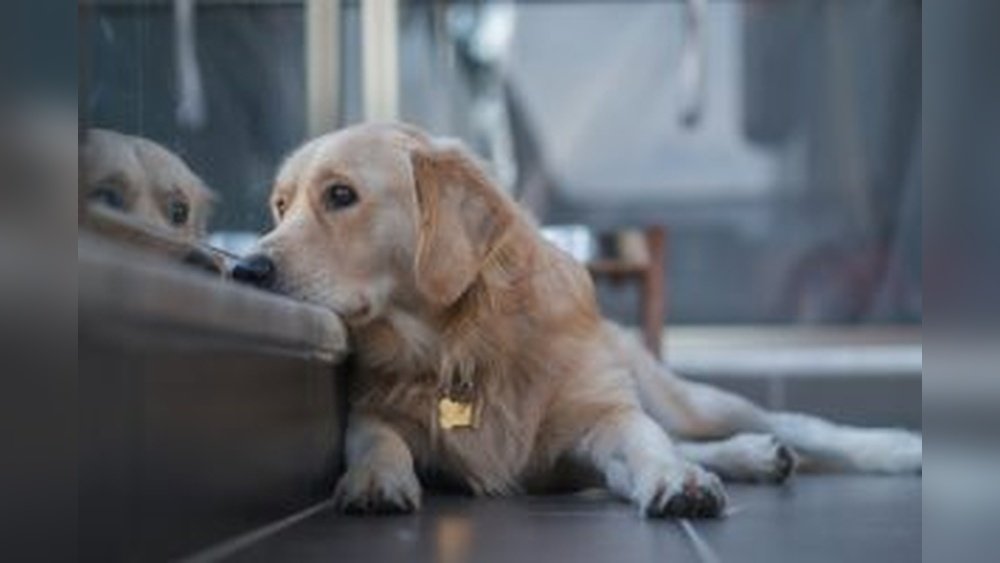 When to Euthanize a Dog With Cancer