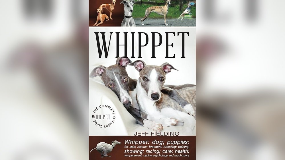 Whippet Complete Guide Temperament Size And Care