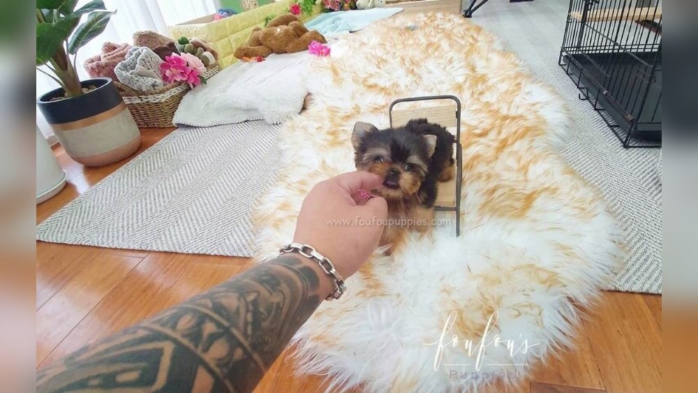 Yorkshire Terrier Complete Guide Temperament Size And Care